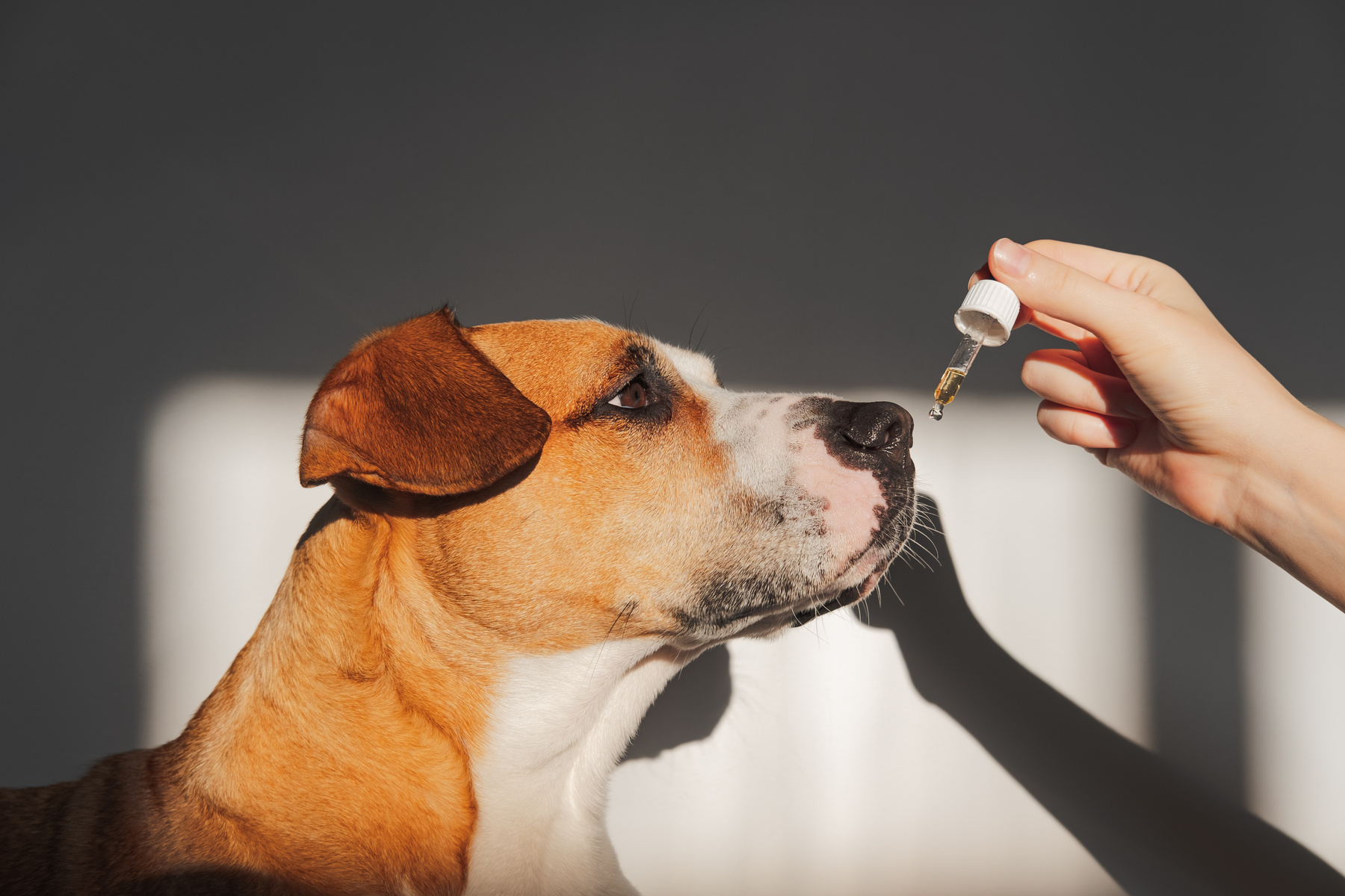 Dog taking cbd oil from dropper.