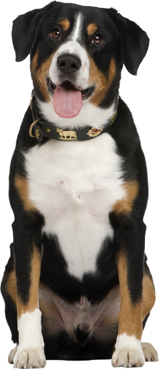 Entlebucher Mountain Dog